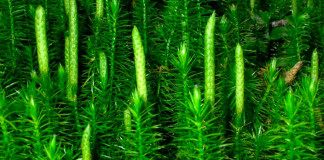 В Арктике нашли тропические леса