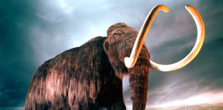 Тайна исчезновения мамонтов