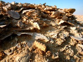 Первое вымирание живых организмов на Земле произошло на 100 млн лет раньше, чем считалось