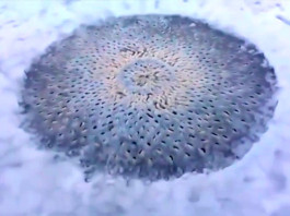 Интернет-пользователи ищут объяснение необычному образованию на льду озера