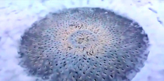 Интернет-пользователи ищут объяснение необычному образованию на льду озера