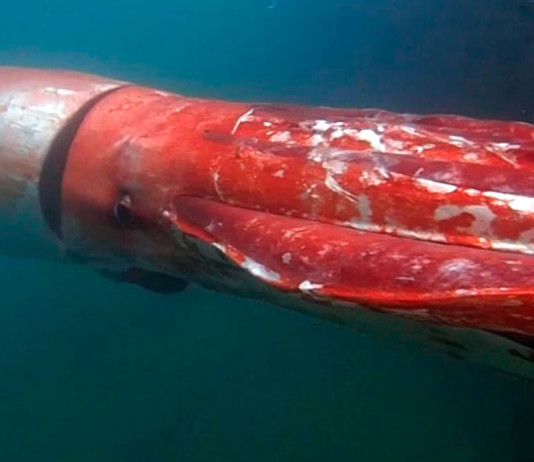 Человек впервые встретил гигантского кальмара и снял его на видео