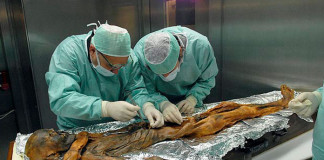 Генетики выяснили, кем была мать знаменитого «ледяного человека», чья мумия более 5000 лет сохранялась в Альпах