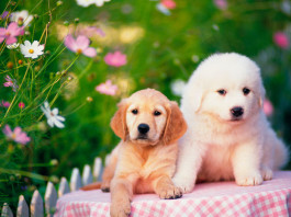 10 совершенно ошибочных стереотипов о животных