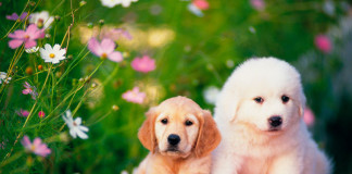 10 совершенно ошибочных стереотипов о животных