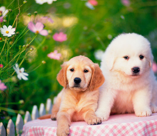 10 совершенно ошибочных стереотипов о животных