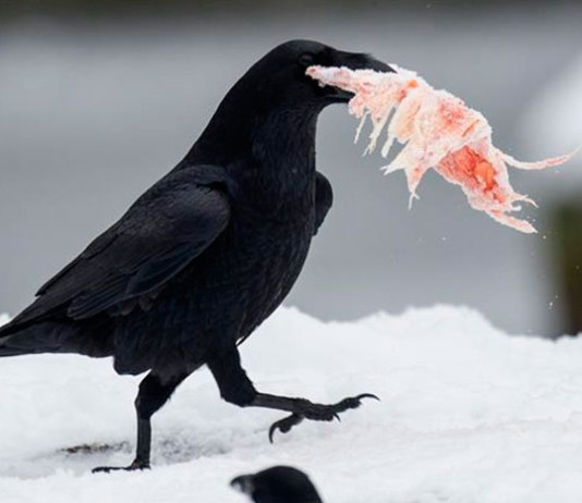 У воронов нашли сознание