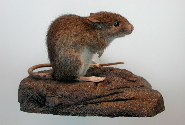 Тихоокеанская крыса. Фото: Cliff / Wikipedia