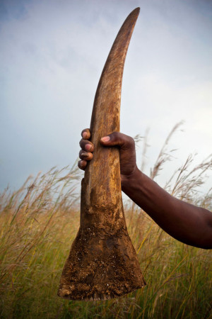 Рог носорога - варварский и криминальный способ вложения денег