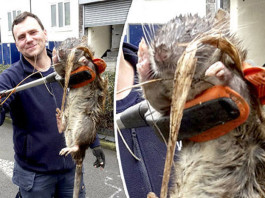 На детской площадке в Лондоне нашли полутораметровую крысу