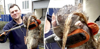 На детской площадке в Лондоне нашли полутораметровую крысу