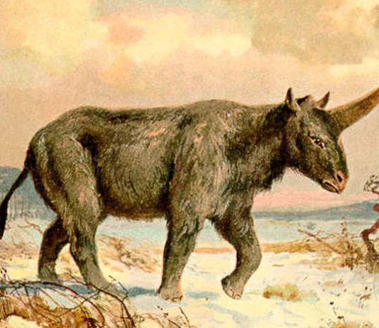 Древние люди стали свидетелями жизни «сибирского единорога»