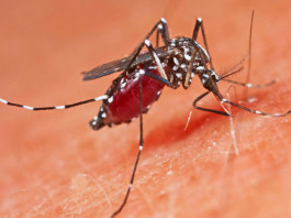 Виновницей вымирания динозавров назвали малярию