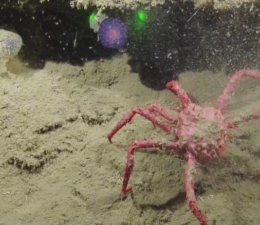 На дне океана нашли загадочный фиолетовый шар (видео)