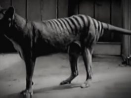 В Австралии заметили вымершее животное