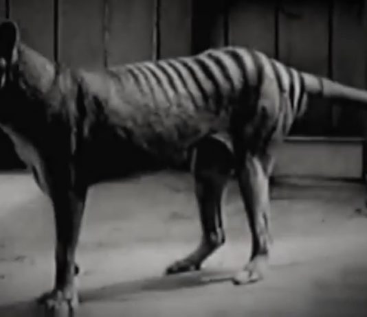 В Австралии заметили вымершее животное